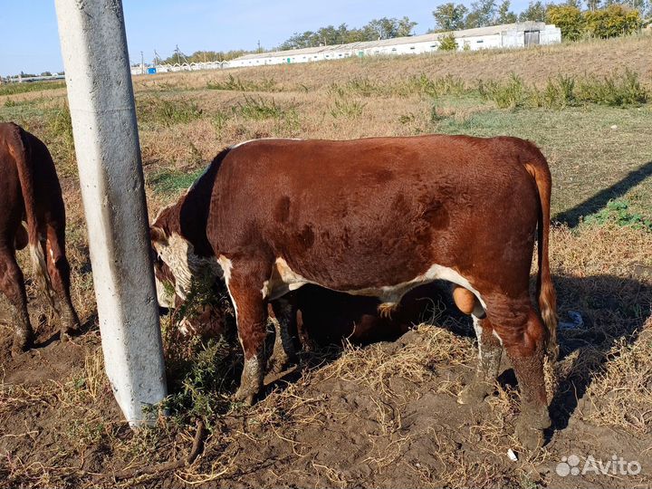 Быки герефорд