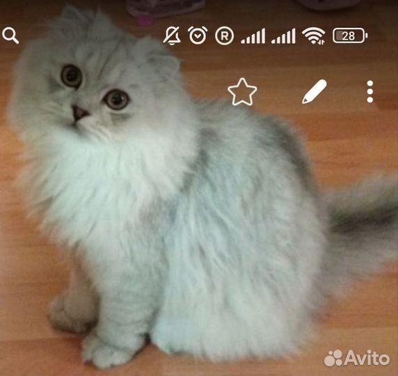 Продам шотландского котенка