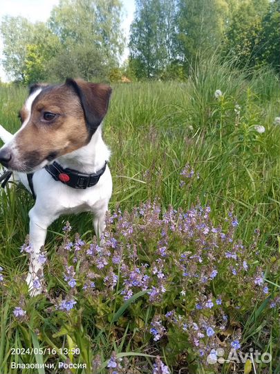 Джек Рассел терьер