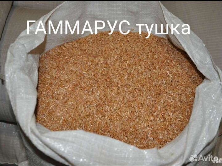 Корм сухой гаммарус и дафния