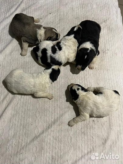 Средние азиатские овчарки