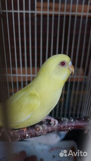 Волнистые попугаи