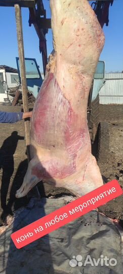 Лошади молодняк 2 х летки с откорма