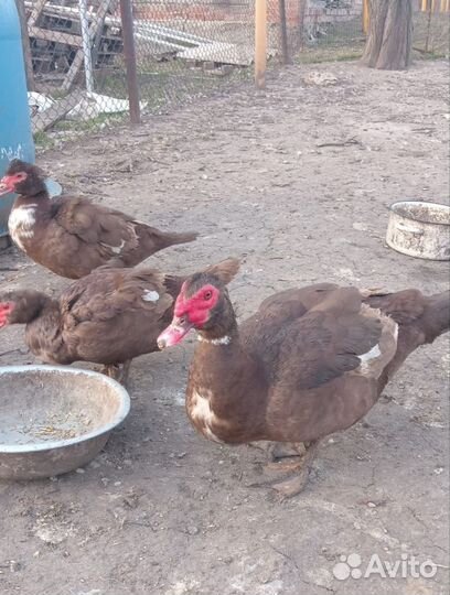 Утки броллерные(красный бык)