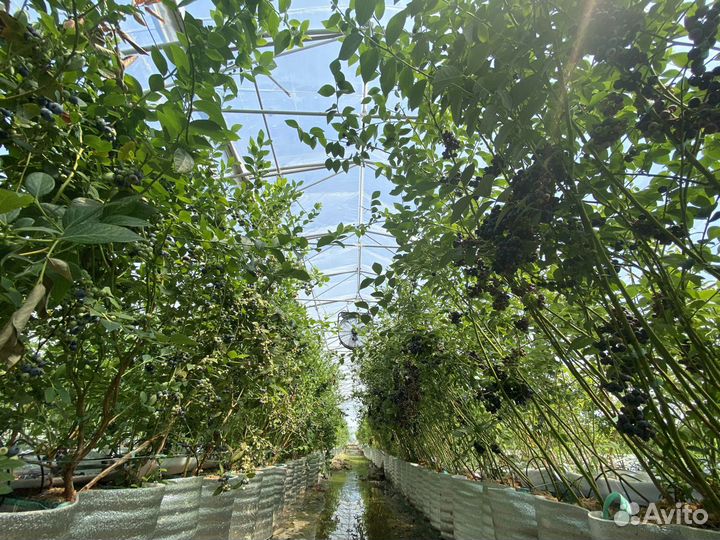 Голубика. Сорт Река 5 лет