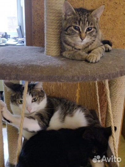 Котенок в доьрые руки