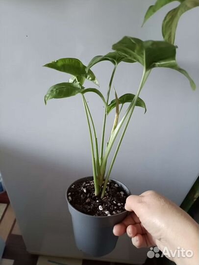 Сингониумы