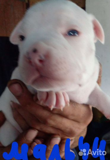 Щенки амстаффа