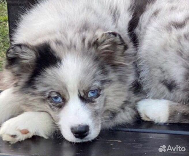 Щенки помски 