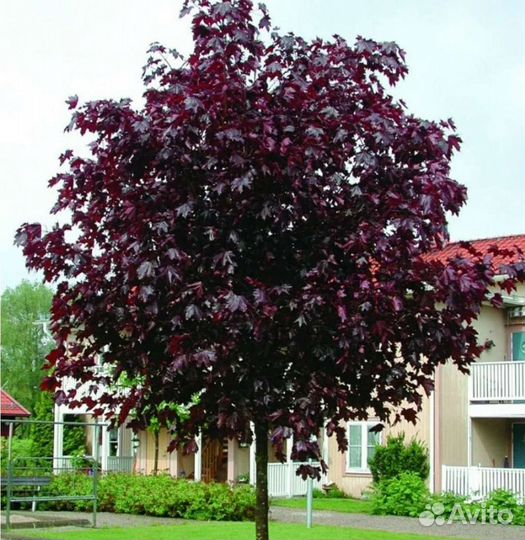 Клен роял ред