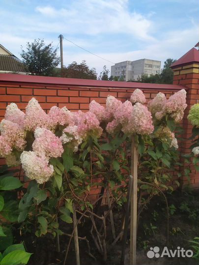 Гортензия метельчатая