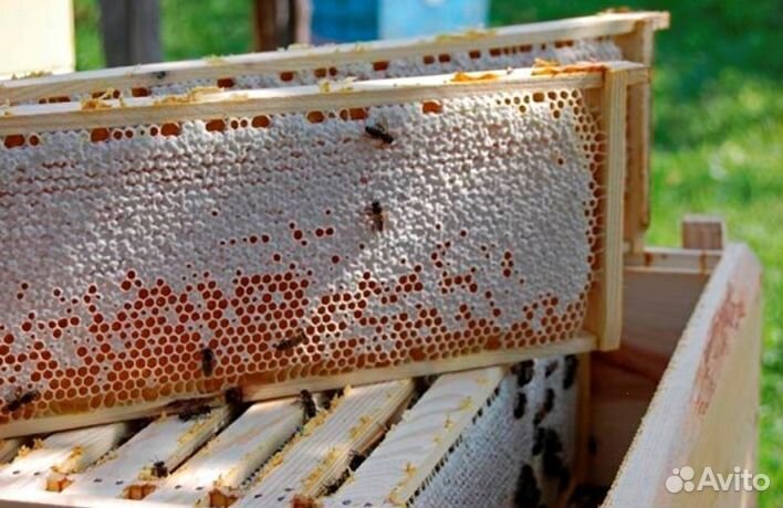 Мёд натуральный Алтайский опт минимально 16 кг