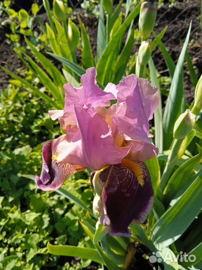 Ирисы бородатые