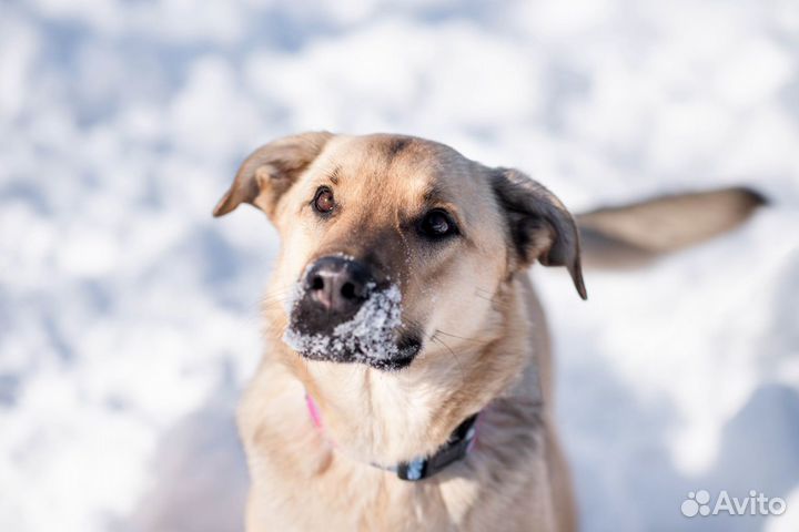 Шуг, карамельный песель, ищет дом