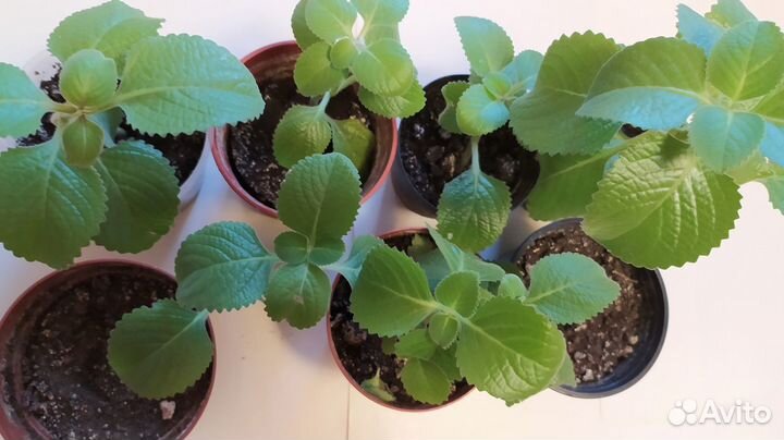 Мята комнатная (Плектрантус) Мохито