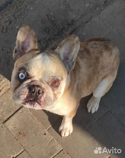 Голубой солид флаффи на вязку