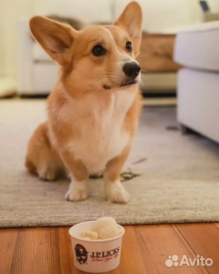 Прогулка с собакой. игрушка