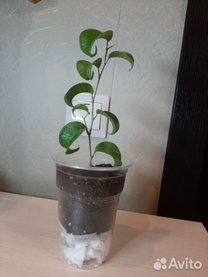 Фикус Букле (Boucle)