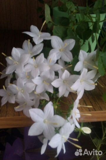 Кампанула жених и невеста