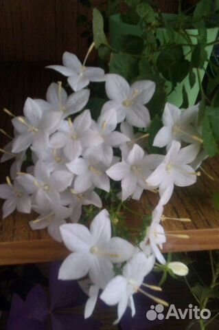 Кампанула жених и невеста