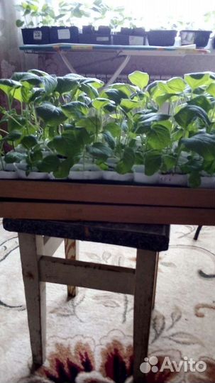 Рассада помидор