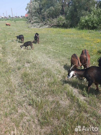 Козёл, дойные козы и козлята