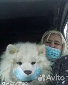 Вязка самоед и щенки