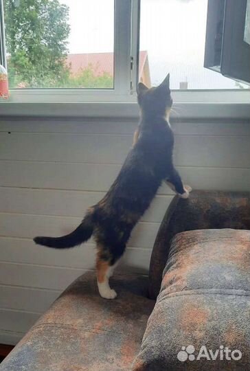 Котенок Ксюша в добрые руки