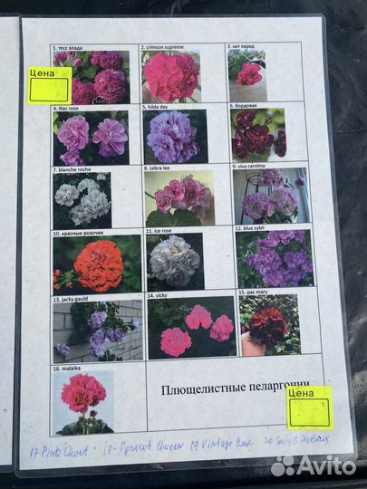 Комнатные цветы - в Тепличном хозяйстве