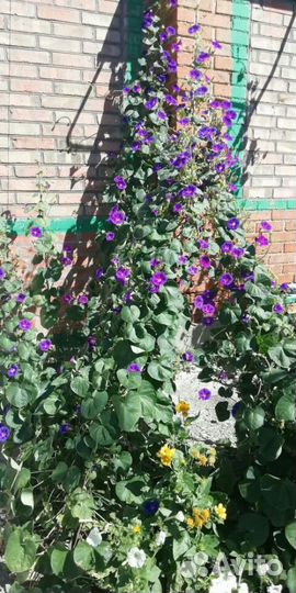 Ипомея шикарная лиана