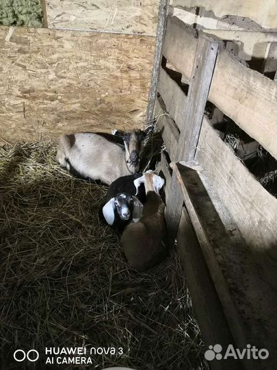 Козлята козы разной породы