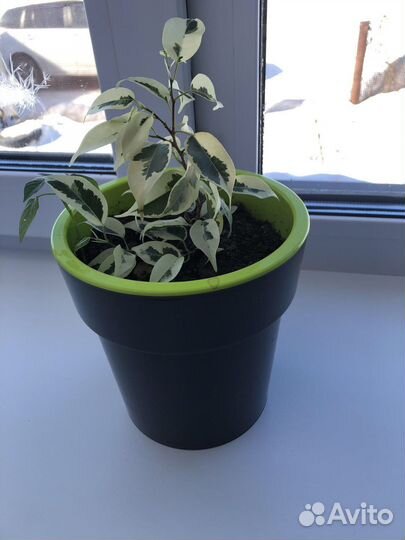 Фикус бенджамина