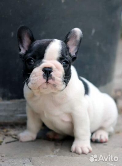 Французский бульдог щенки девочка