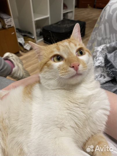 Рыжый котик