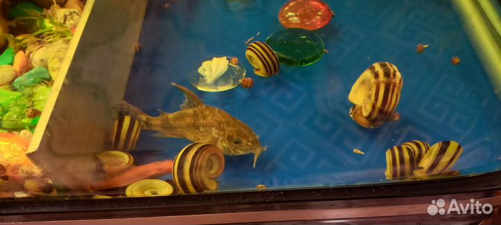 Улитки Мариза