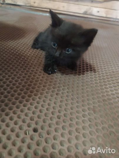 Кошка в дар