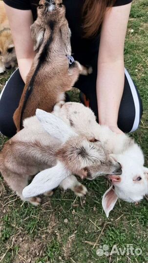 Козочки козлята