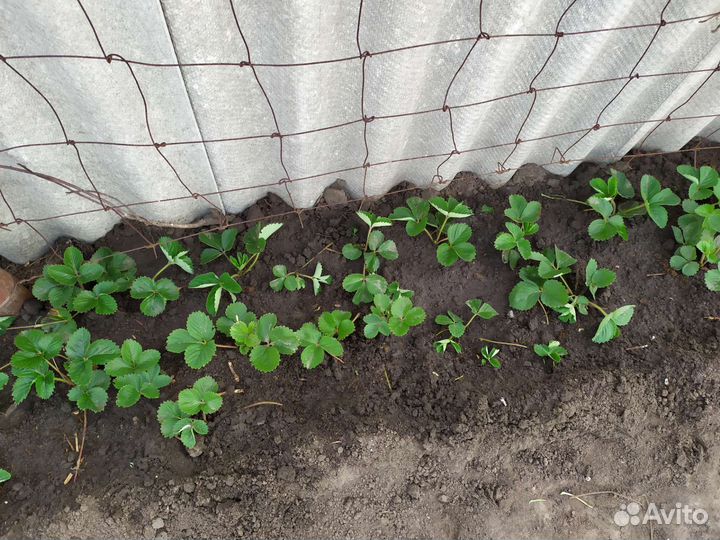 Кусты клубники садовой