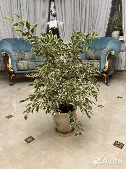 Бенджамина (фикус, большие цветы)