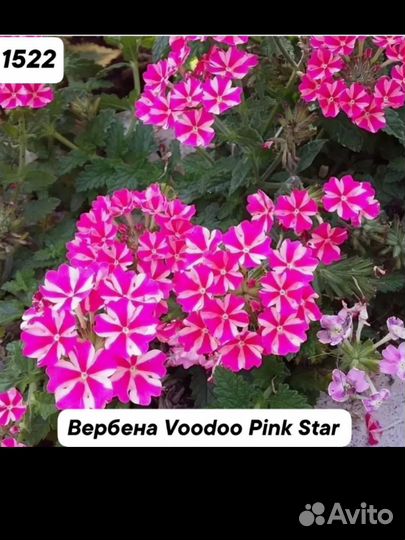 Вербена вегетативная