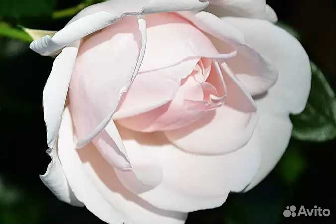 Плетистые розы Нью Доун