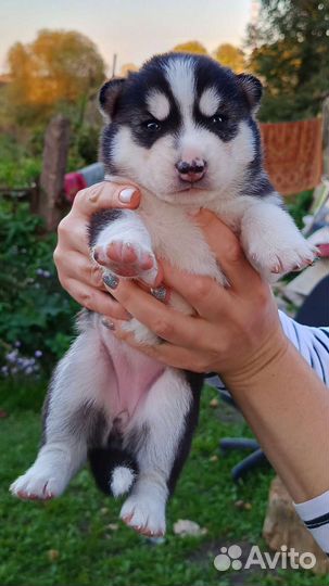 Щенки сибирской хаски