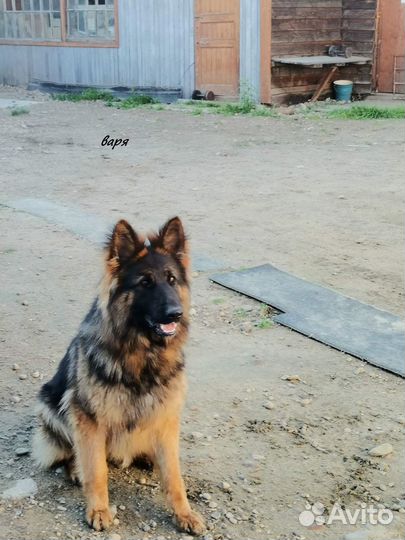 Щенки немецкой овчарки длинношерстной