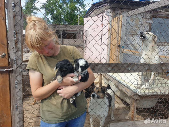 Маленькая собака и щенки в добрые руки бесплатно