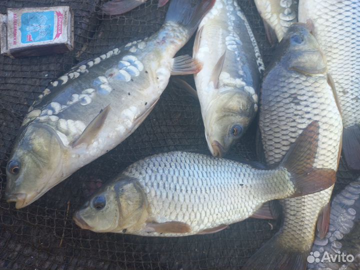 Малек карпа, толстолобика и амура для зарыбления