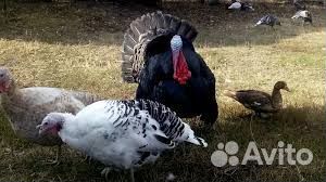 Индюки на племя
