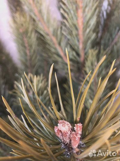 Елка живая 2 м с гирляндой