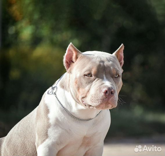 Шикарный щенок американский булли