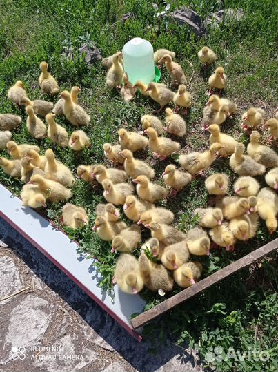Индюшата Цыплята Гусята Утята
