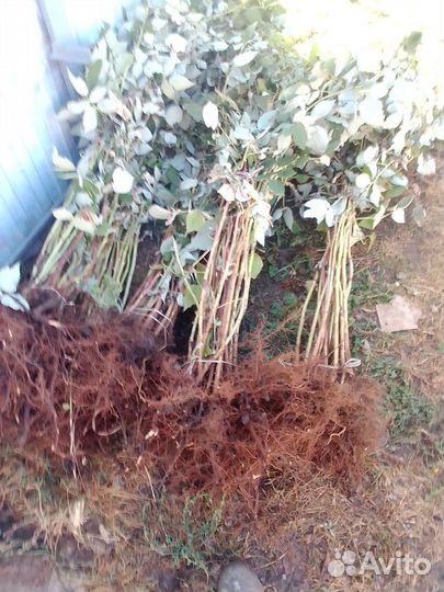 Саженцы малины